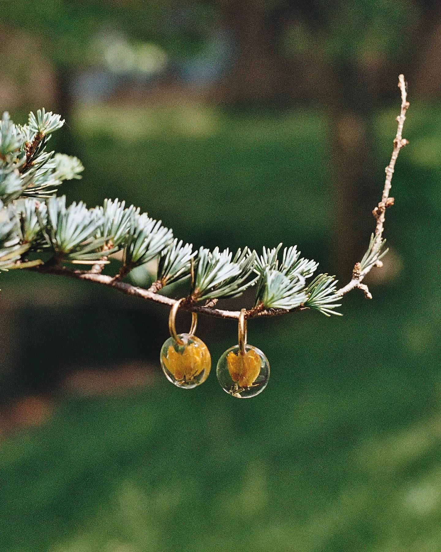 Dos pendientes de esfera con una flor amarilla dentro, colgados de una rama de cedro